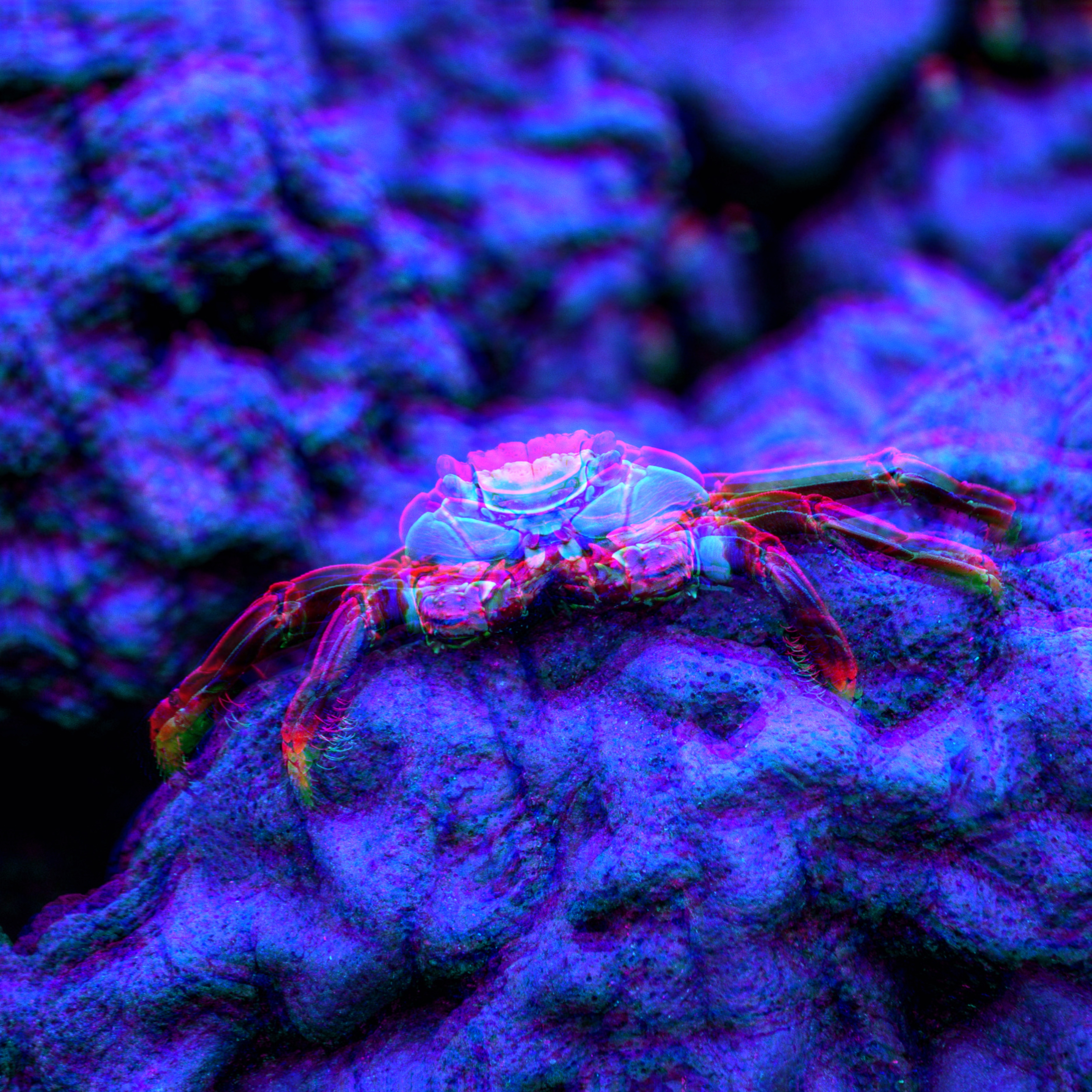 crab