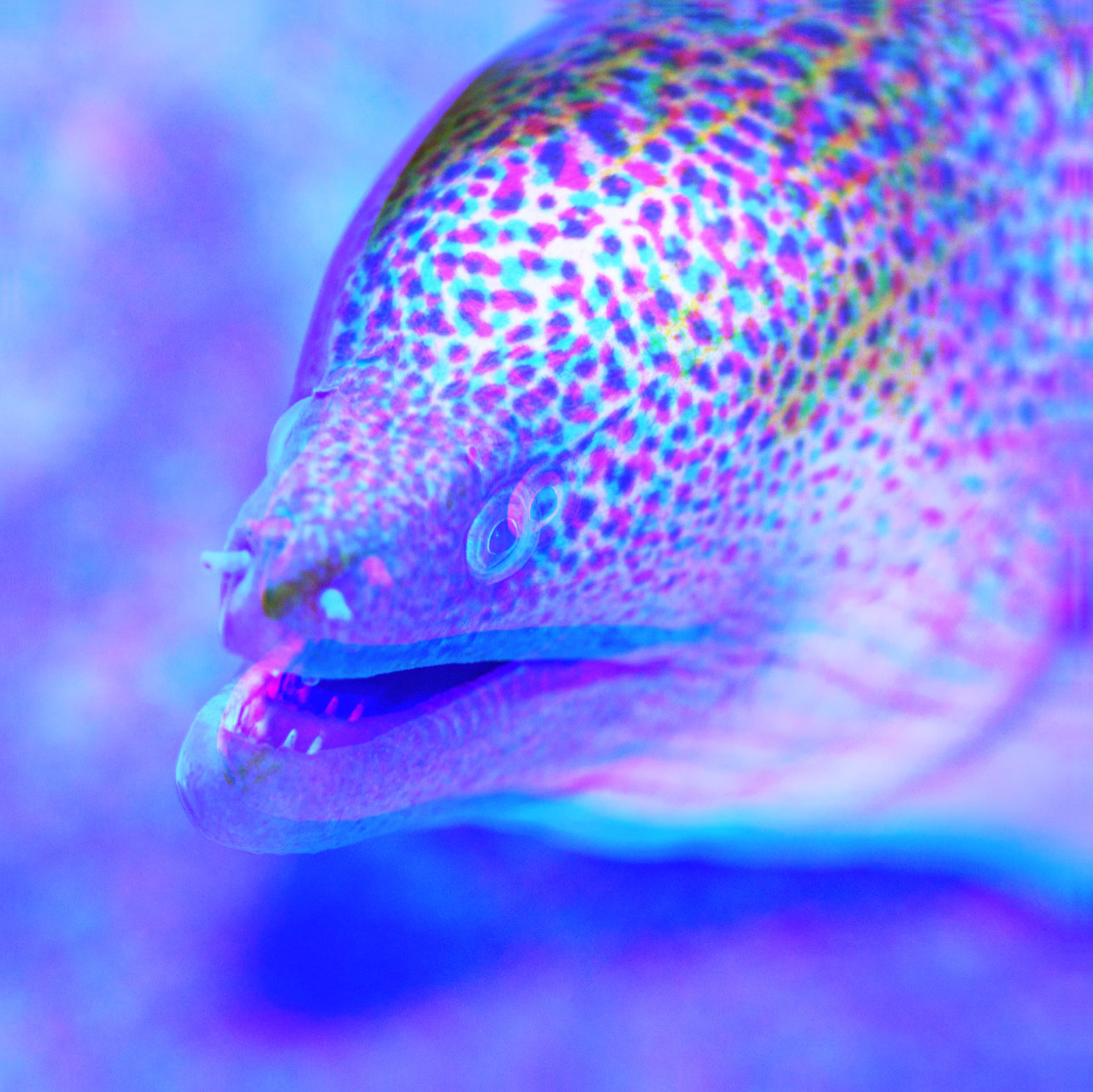 Art 5