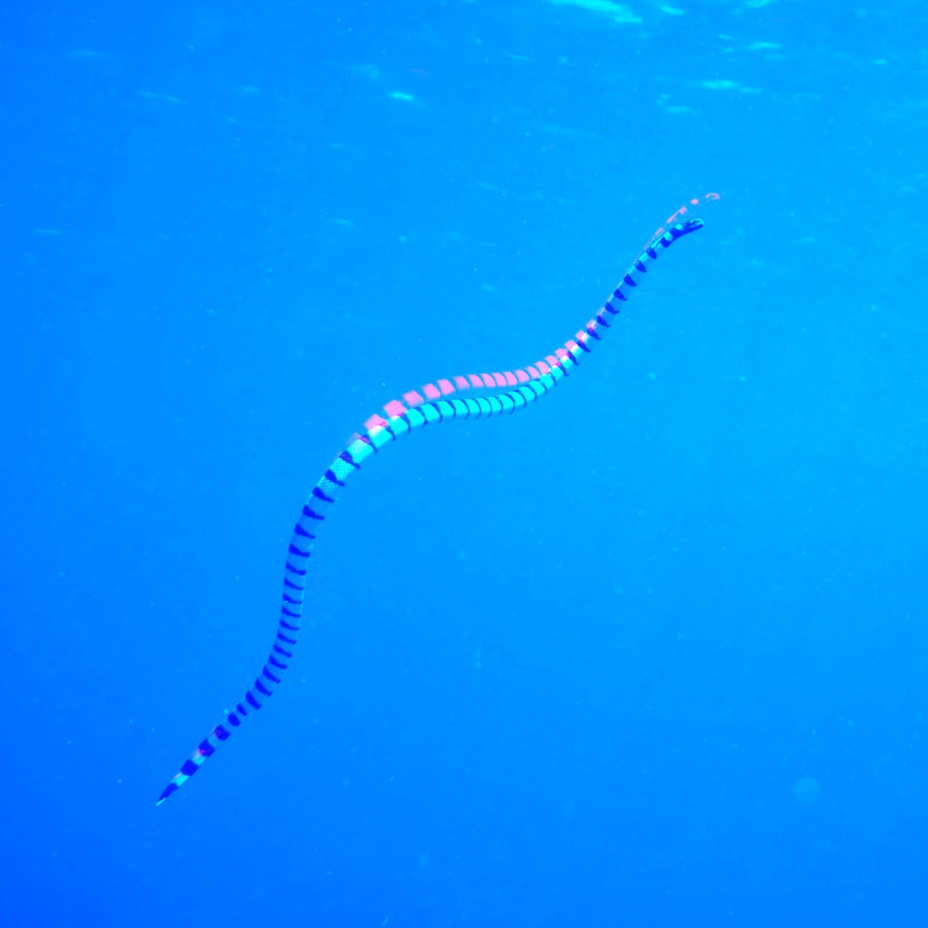 Art 8